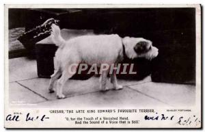 Postcard Old Dog Dogs Caesar The late King Edward & # 39s favorite Terrier