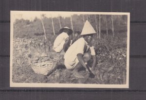 INDONESIA, MEN DIGGING FOR CASSAVA, c1930 real photo ppc, unused.