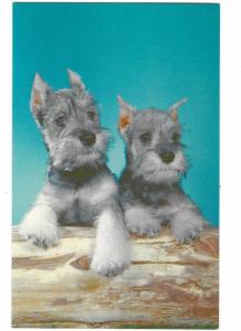 Two Adorable Schnauzer Dogs
