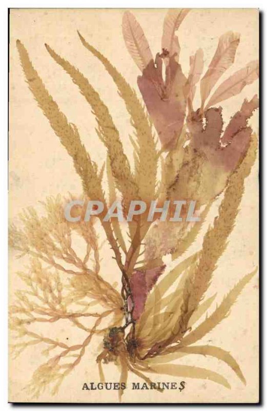 Old Postcard Fantasy Flowers dried Seaweed