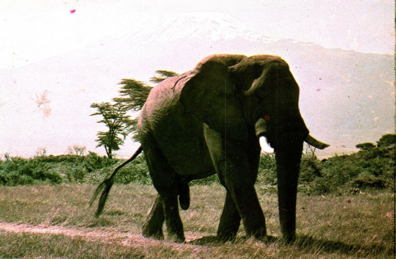 VINTAGE CONTINENTAL SIZE POSTCARD AN ELEPHANT EAST AFRICA MAILED 1984