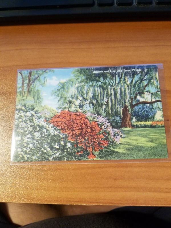 Antique/Vintage Florida Postcard, Azaleas and Live Oak Trees, Florida