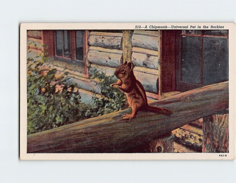 Postcard A Chipmunk, Universal Pet in the Rockies, Colorado