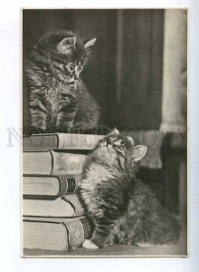 214668 RUSSIA kittens & Books photo Mishin old photo postcard