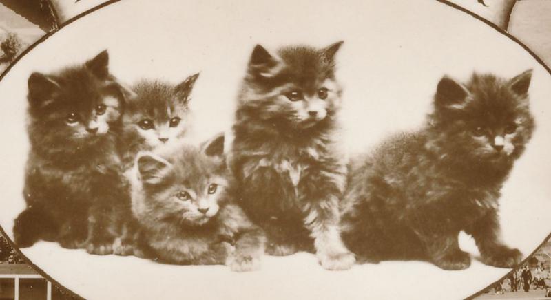 RPPC Good Luck Kittens from Leven - Fife, Scotland, United Kingdom - pm 1956