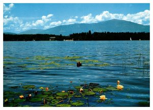 Postcard Austria  Karnten - Water lillies