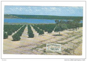 Scenic view, Governors' Grove, Clermont,   Florida,  40-60s