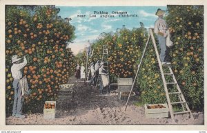 LOS ANGELES, California, 1900-10s; Picking Oranges