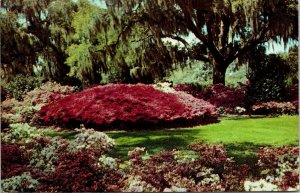 Spanish Moss Southern Azalea Garden Postcard VTG UNP Dexter Vintage Unused 