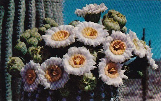 Saguaro Cactus Flowers