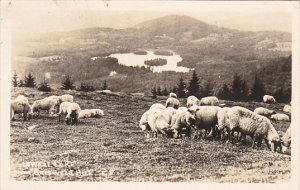 Sheep on Griswell Hill Londonderry Vermont 1949 Real Photo