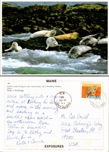 Harbor Seals, Boothbay Harbor, Maine (26350
