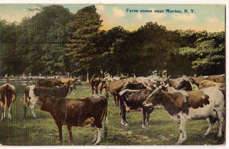 Farm Scene near Marion NY - Cows