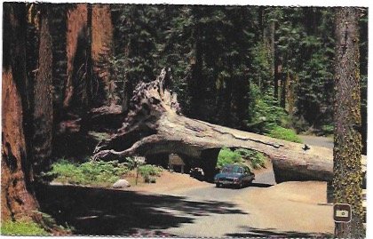 US California - Sequoia National Park, Tunnel Tree.  Unused.