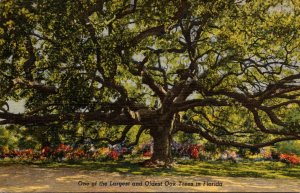 Florida One Of The Largest and Oldest Oak Trees In Florida 1949 Curteich