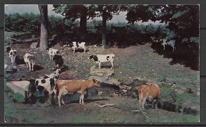 Cows - A Pastoral Scene - [MX-550]