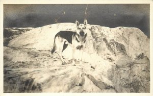 RPPC Postcard German Shepherd Dog in Landscape c1910-1930 Unknown US Location