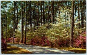 M-1722 Azalea And Goodwood In Full Bloom In South Georgia