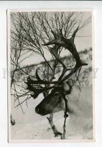 429110 FINLAND LAPPI LAPLAND NORTH Deer Vintage photo RPPC