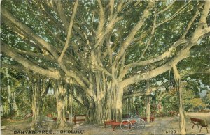 Hawaii Honolulu Banyan Tree #6209 Cardinell Vincent C-1910 Postcard 22+4265