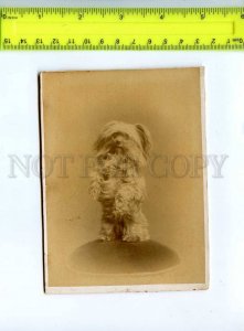 222200 UKRAINE lap-dog Vintage CABINET photo WYSOCKI KIEFF