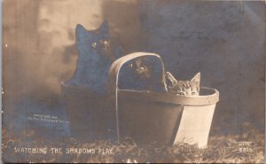 Real Photo Studio Postcard Watching The Shadows Play, Kittens Sitting in Basket