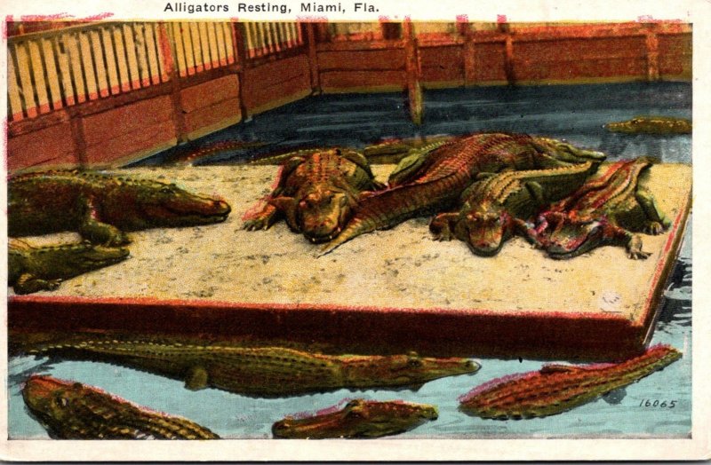 Florida Miami Alligators Resting