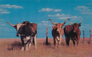 First American Cattle - The Original Texas Longhorn