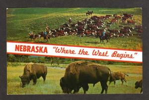 NE Greetings from NEBRASKA Buffalo Cattle Postcard PC