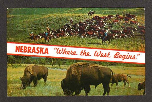 NE Greetings from NEBRASKA Buffalo Cattle Postcard PC