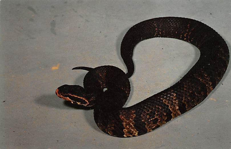 Cottonmouth Water Moccasin, Poisonous Unused Topics Other, Postcard