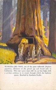 Wawona Big Tree California, USA 1929 