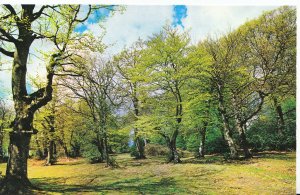 Hampshire Postcard - In The New Forest    XX817