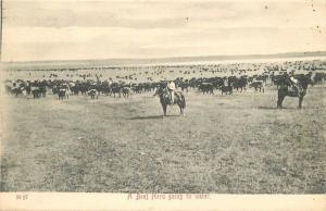 Beef Herd horse C-1910 Chinook Montana Morris postcard 10551