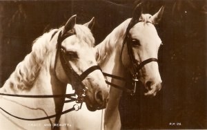 Two horses. Grace and beautyt  Nice old vintage English Postcard