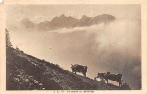 BR36646 Le matin au paturage cow vaches suisse landscape      Switzerland