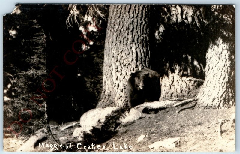 c1920s Crater Lake, Ore. RPPC Maggie the Bear Real Photo Cute Postcard OR A99