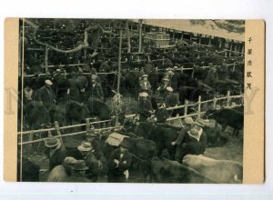 247464 JAPAN Bull market Vintage postcard