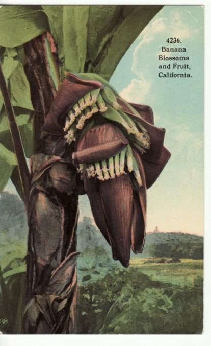 CA   CALIFORNIA   BANANA BLOSSOMS and FRUIT postcard