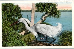 Snowy Heron Florida Bird Postcard