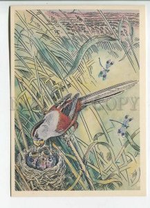 479596 USSR 1985 year Red Book protected animals Gorbatov reed bird postcard