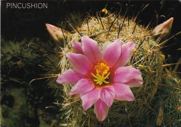 Cactus Blossoms Of The Pincushion