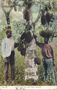 JAMAICA Jack Fruit Tree, People Working, 1923, Agriculture, Caribbean