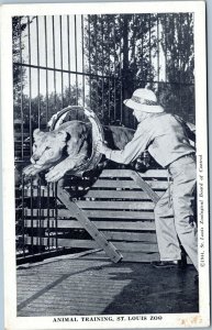 postcard MIssouri - Animal Training, St. Louis Zoo - Lion jumping through hoop