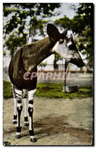 Postcard Modern African Okapi Wildlife