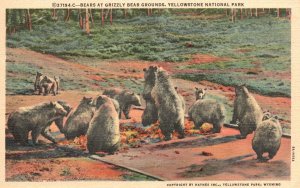 Vintage Postcard 1940's Bears at Grizzly Bear Grounds Yellowstone National Park