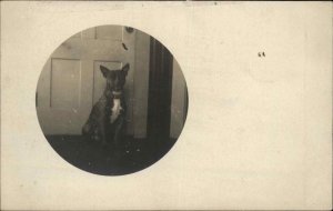 Dog Circular Border c1910 Amateur Real Photo Postcard #2 PITBULL? TERRIER
