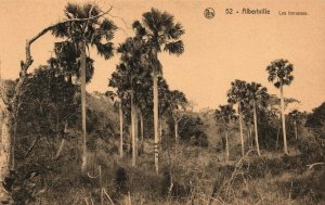 Congo Albertville Les Borasses Forest Vintage Postcard 03.97