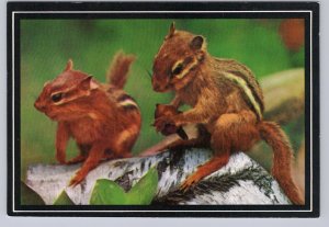 A Pair Of Chipmunks And One Acorn, Chrome Postcard