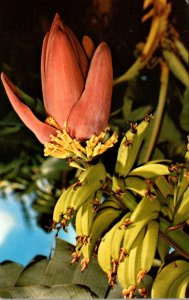 Hawaii Banana Blossom and Fruit